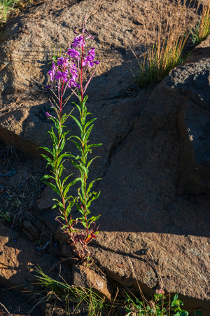 Plants grow on stones, surprising with its beauty. The wonderful island Valaam is located on Lake Lodozhskoye, Karelia. Balaam - a step to heavenの写真素材