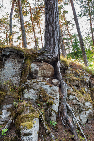 Mighty trees grow on stones. The wonderful island Valaam is located on Lake Lodozhskoye, Karelia. Balaam - a step to heavenの写真素材