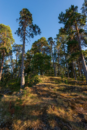 Pine forests smell the scent of freshness and purity. The wonderful island Valaam is located on Lake Lodozhskoye, Karelia. Balaam - a step to heavenの写真素材