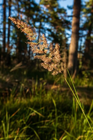 The grass glistens in the sunshine of Valaam Island. The wonderful island Valaam is located on Lake Lodozhskoye, Karelia. Balaam - a step to heavenの写真素材