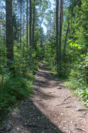 Forest paths connecting the monasteries of Valaam Island. The wonderful island Valaam is located on Lake Lodozhskoye, Karelia. Balaam - a step to heavenの写真素材