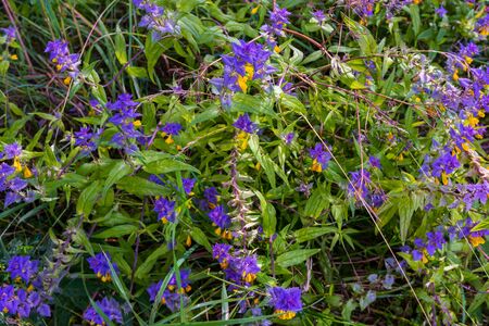 Beautiful healing herbs on the lake. Russian shrines. Joseph-Volotsky Monastery in Teryaev. Moscow region, Teryaevo.の写真素材