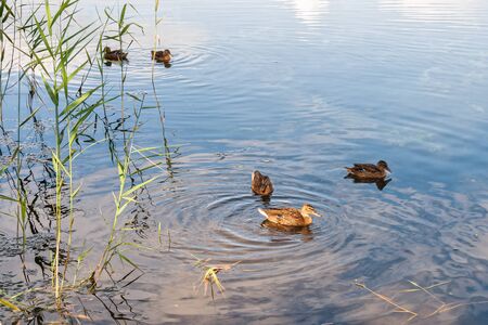 Wild ducks in the rays of the setting sun. Russian shrines. Joseph-Volotsky Monastery in Teryaev. Moscow region, Teryaevo.の写真素材