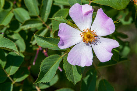 Delicate pink tones on a green vegetation background. Divine growth on calcareous soil, next to the...