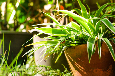 Fresh leaves spider plant orange pot in house garden with morning sunlight and selective focus.の写真素材