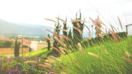 Feather pennisetum or Mission grass with evening sunset light (vintage filter)の写真素材