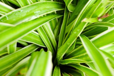 Fresh leaves spider plant pot in house garden with closed-up and selective focus.の写真素材