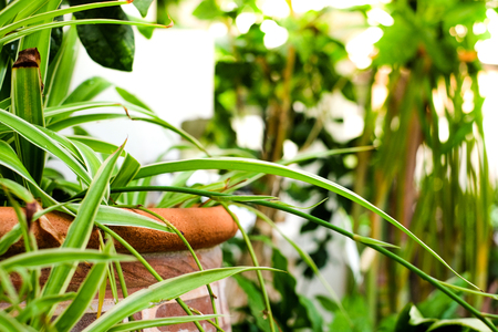 Fresh leaves spider plant pot in house garden with sunlight and selective focus.の写真素材