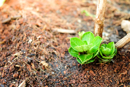 Yong plants growing in morning sunlight with selective focus and closed-up.の写真素材
