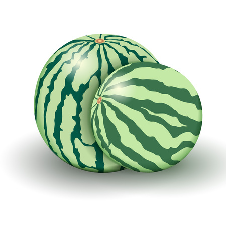 Two realistic watermelons from new harvest isolated on a white background. Vector illustration.のイラスト素材