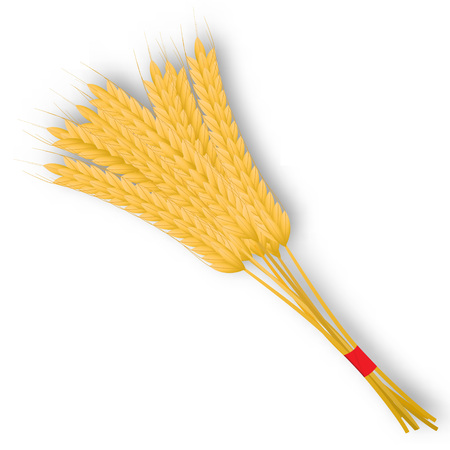 Bunch of wheat ears with ribbon isolated on a white background. Vector illustration.のイラスト素材