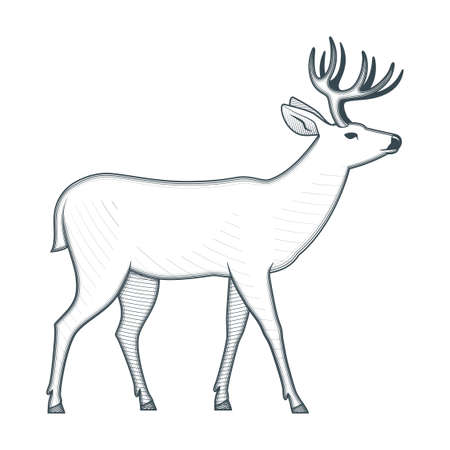 Standing deer vintage vector illustrationのイラスト素材