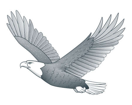 Flying eagle vector illustrationのイラスト素材