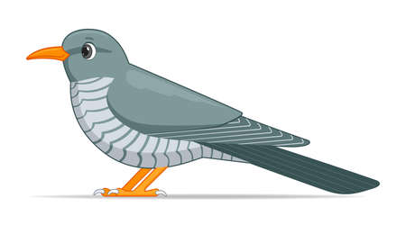 Cuckoo bird on a white background. Cartoon style vector illustrationのイラスト素材