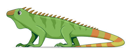 Iguana lizard animal standing on a white background. Cartoon style vector illustrationのイラスト素材