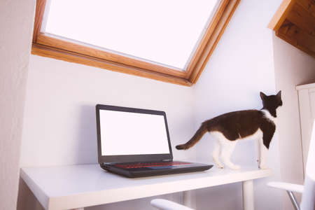Work from home concept. Workspace white desk with laptop and cute cat. Computer blank screen for mockup designの写真素材