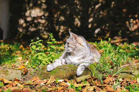Cat laying outdoors in the garden. Sunny autumn day with fallen dry leaves on green grassの写真素材