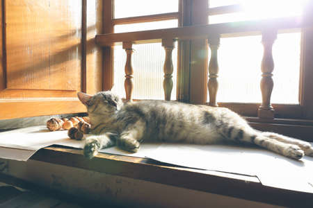 Cat resting at home warmed by sunlight filtering through the windowの写真素材