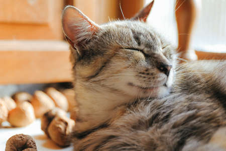 Portrait of gray cat resting at homeの写真素材