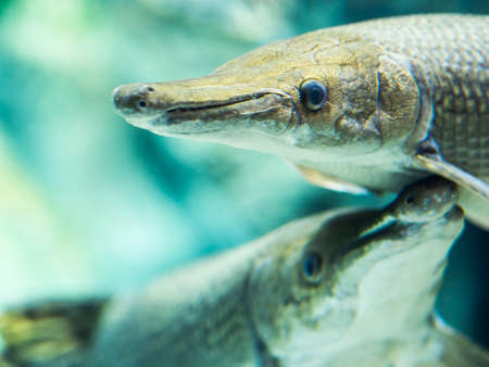 Alligator Garの写真素材