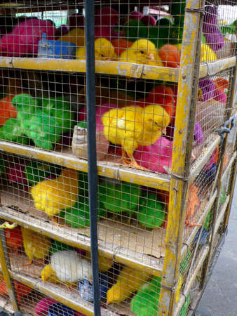 Colorful Chicksの写真素材