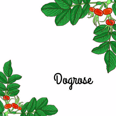 Tender frame with branch of dog rose hip. Floral template for greeting card, wedding invitation, advertisement, banner, poster, flyer.のイラスト素材