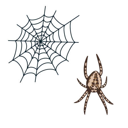 Spider and spiderwebのイラスト素材