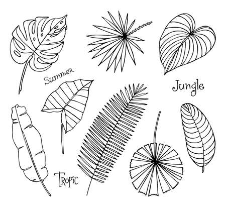 A set of hand drawn vector tropical leaves.のイラスト素材