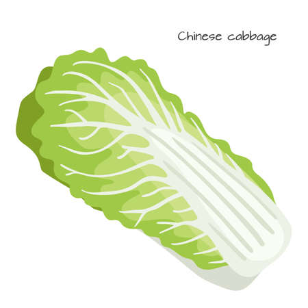 Chinese-cabbage isolated on white background. Healthy nutrition. Vegan, vegetarian diet. Whole vegetable. Organic raw vegan healthy food. Vector illustration for design.のイラスト素材