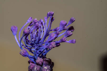 Inflorescence of Leopoldia Comosa