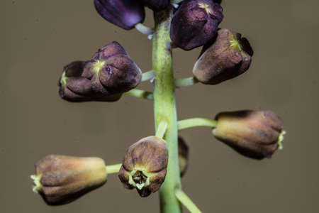 Inflorescence of Leopoldia Comosaの写真素材