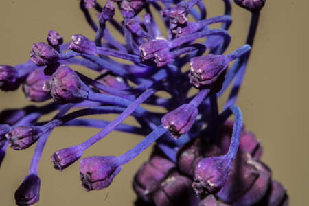 Inflorescence of Leopoldia Comosaの写真素材