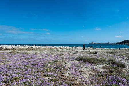 walking through flowery fieldの写真素材