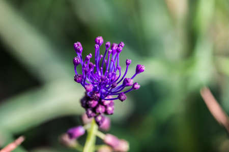 Inflorescence of Leopoldia Comosaの写真素材