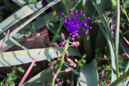 Inflorescence of Leopoldia Comosaの写真素材