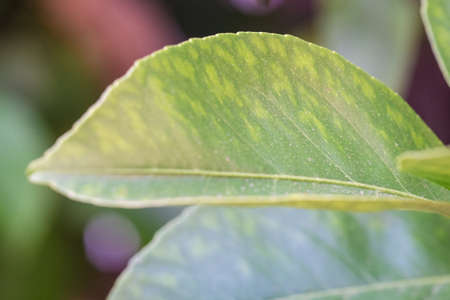 Citrus Limon, Four seasons lemon treeの写真素材