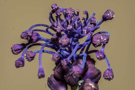 Inflorescence of Leopoldia Comosaの写真素材