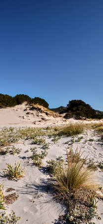 Le Dune beach near Capo Comino, Siniscola, Nuoroの写真素材