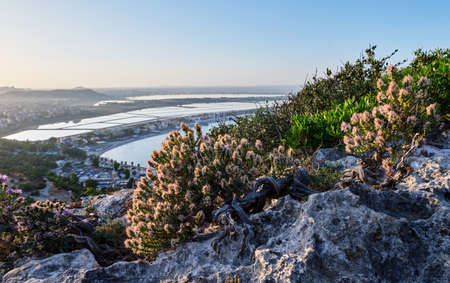 Thymbra capitata on Sella del Diavolo cliff, Cagliari, Sardinia, Italyの写真素材
