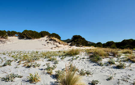 Le Dune beach near Capo Comino, Siniscola, Nuoroの写真素材