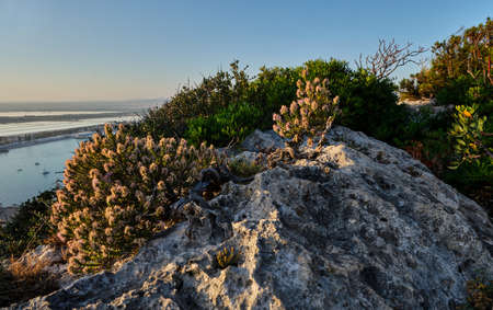 Thymbra capitata on Sella del Diavolo cliff, Cagliari, Sardinia, Italyの写真素材