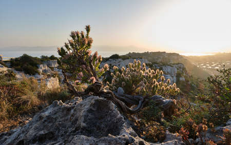 Thymbra capitata on Sella del Diavolo cliff, Cagliari, Sardinia, Italyの写真素材