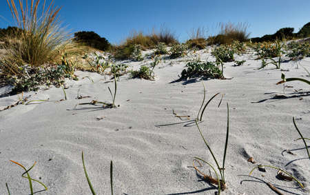 Le Dune beach near Capo Comino, Siniscola, Nuoroの写真素材