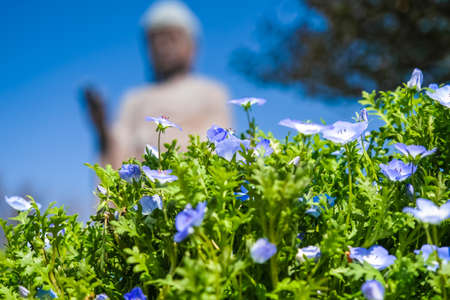 Ushiku Daibutsu and daffodils shining in the blue skyの写真素材