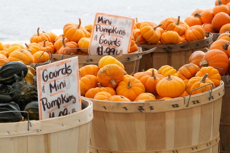 Abundance of colorful squash and gourds having bold patterns and a variety of shapes are displayed at an outdoor farmers market  Horizontal composition    のeditorial素材