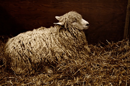 Low-key sepia image of a Cotswold ewe resting on straw bedding, with emphasis on contrasting textures. Dark background, horizontal layout, and copy space.の写真素材