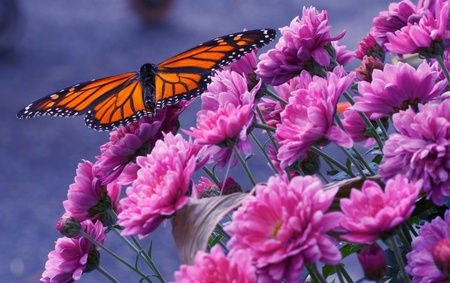 Monarch butterfly rests on vivid pink chrysanthemums  の写真素材