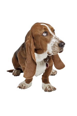 Blue basset hound puppy with dog tags sits and looks up  Iolated on white background, vertical with copy space の写真素材