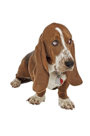 Blue basset hound puppy with dog tags sits and looks up  Iolated on white background, vertical with copy space の写真素材