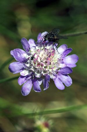 BEE ON FLOWER